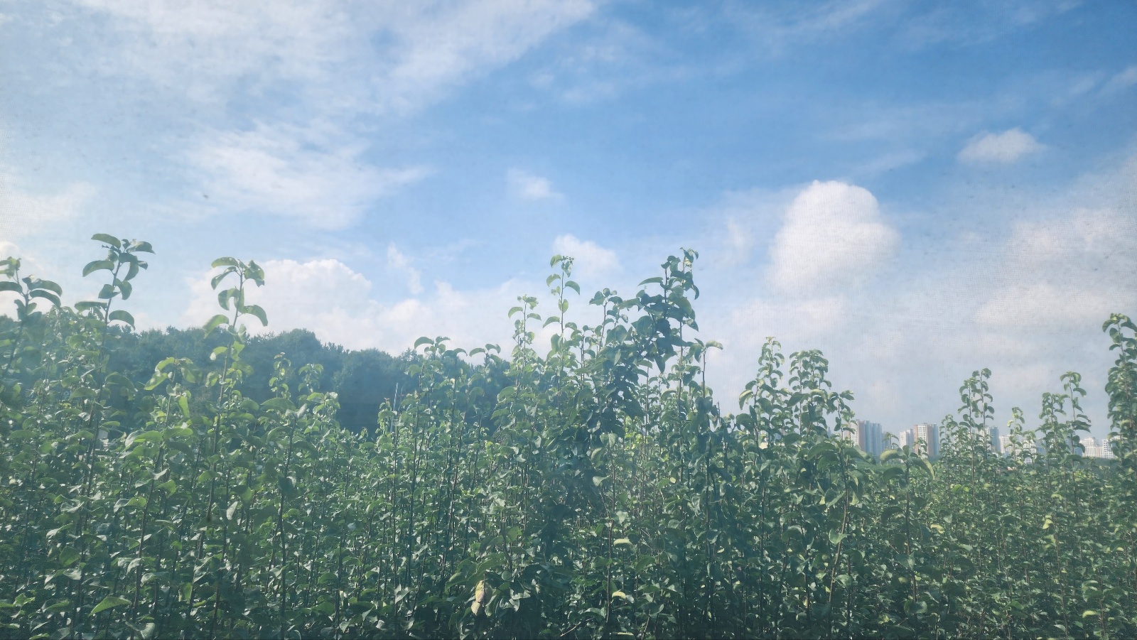 /user/h/hosannasilver/editor/2309/4c96730e4fe5aef42d48f7e8bbb8ccba_1695014816_8212.jpg 이미지크게보기